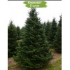 Саженцы Ели Сибирская до 1 метра - 5 шт.: фото и описание