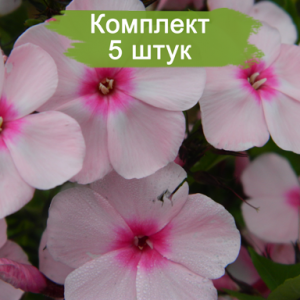 Комплект 5шт / Output: Флокс метельчатый Брайт Айз (Bright Eyes)