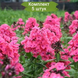 Комплект 5шт / Флокс метельчатый Виндзор (Windsor)