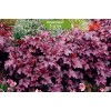 Саженцы гейхеры мелкоцветковой Аметист Мист (Amethyst Myst) - 5 шт.: фото и описание