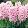 Луковицы гиацинта Чайная Роза - 5 шт.: фото и описание