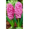 Луковицы гиацинта Розетта (Rosette) - 5 шт.: фото и описание