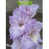 Луковицы гладиолуса Голубая Метель - 5 шт.: фото и описание