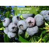 Саженцы голубики Бонус (Bonus) - 5 шт.: фото и описание