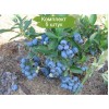 Саженцы голубики Денис Блю (Denis Blue) - 5 шт.: фото и описание
