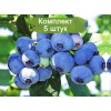Саженцы голубики Латеблю (Latiblue) - 5 шт.: фото и описание
