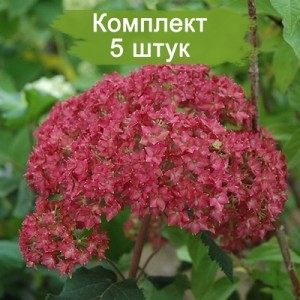 Комплект 5шт / Гортензия Белла Анна (Bella Anna) (древовидная)