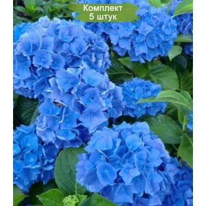 Комплект 5шт / Гортензия Блю Вондер (Blue Wonder) (крупнолистная)