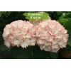 Саженцы гортензии крупнолистной Клеопатра (Cleopatra) - 5 шт.: фото и описание