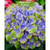 Саженцы гортензии крупнолистной Меджикал Аметист Блю (Magical Amethyst blue) - 5 шт.: фото и описание