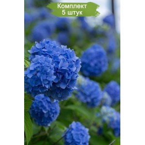 Комплект 5шт / Гортензия Мэджикал Дэйдрим (Magical Daydream) (крупнолистная)