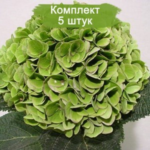 Комплект 5шт / Гортензия Мэджикал Эмеральд (Magical Emerald) (крупнолистная)