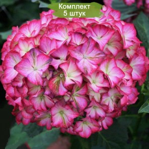 Комплект 5шт / Гортензия Мэджикал Орнамент (крупнолистная) (Magical Ornament)