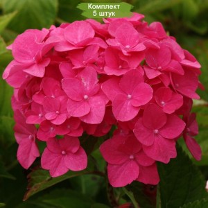 Комплект 5шт / Гортензия Мэджикал Пинк Руби (MAGICAL PINK RUBY)