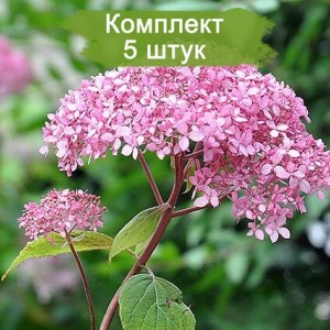 Комплект 5шт / Гортензия Пинк Анабель (Pink Annabelle) (древовидная)