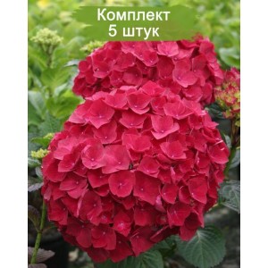 Комплект 5шт / Гортензия Ред Вондер (Red Wonder) (крупнолистная)