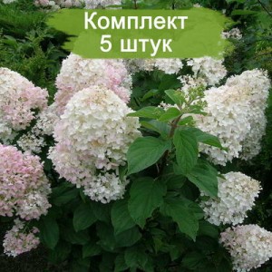 Комплект 5шт / Гортензия Сильвер Доллар (Silver Dollar) (метельчатая)