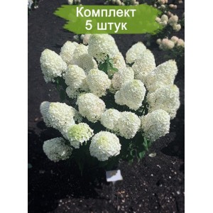 Комплект 5шт / Гортензия Саммер Сноу (Summer Snow) (метельчатая)