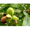 Саженцы грецкого ореха Изящный - 5 шт.: фото и описание
