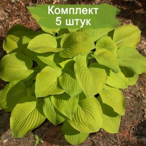 Комплект 5шт / Хоста Аугуст Мун (Аugust Moon)