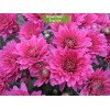 Саженцы хризантемы мультифлора Брандевил (Brandrim) - 5 шт.: фото и описание