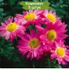 Саженцы среднецветковой хризантемы Мальчиш Кибальчиш (Розовая) - 5 шт.: фото и описание