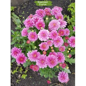 Комплект 5шт / Хризантема Натали Пурпур (Nathalie purpur) — мультифлора/сиреневая