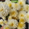 Саженцы хризантемы мультифлора Осса (Светло-желтая) - 5 шт.: фото и описание