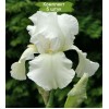 Саженцы ириса Бьянка (Bianca) - 5 шт.: фото и описание