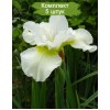 Саженцы ириса Харпсвелл Хэппинес (Harpswell Happiness) - 5 шт.: фото и описание