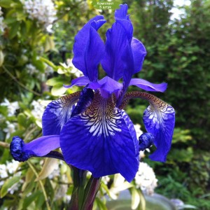 Комплект 5шт / Ирис сибирский Блю Кинг (Blue King)
