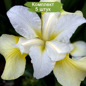 Комплект 5шт / Ирис сибирский Баттер Энд Шугар (Butter and Sugar)