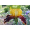 Саженцы ириса Суприм Султан (Supreme Sultan) - 5 шт.: фото и описание