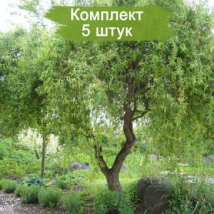 Комплект 5шт / Ива Матсуды (Salix matsudana)