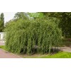 Сеянцы ивы Матсуды (Salix Matsudana) - 5 шт.: фото и описание