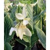 Клубни канны Белый тигр - 5 шт.: фото и описание