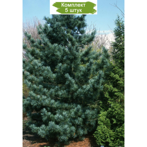 Комплект 5шт / Кедр Корейский от 150 см