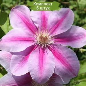 Комплект 5шт / Клематис Бис Джубили (Bees Jubilee)