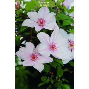 Комплект 5шт / Клематис Жан-Поль II (Jan Paul II)