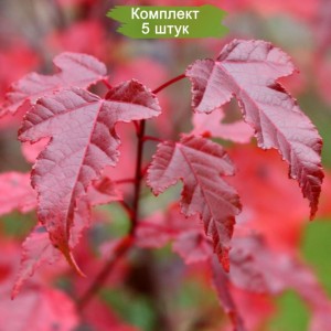 Комплект 5шт / Клён Гиннала (сеянец до 20 см)
