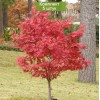 Саженцы клёна Краснолистный (20-40 см) - 5 шт.: фото и описание