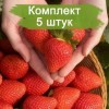 Саженцы ремонтантной клубники Клеопатра (Ранняя) - 5 шт.: фото и описание