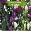 Саженцы поздней красной сливы колоновидной Оскар плюс - 5 шт.: фото и описание
