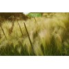 Саженцы ковыля Дальневосточный - 5 шт.: фото и описание