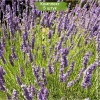 Саженцы лавандина Феноменал (Phenomenal) - 5 шт.: фото и описание