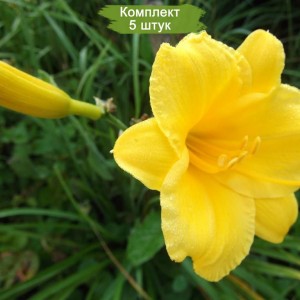 Комплект 5шт / Лилейник гибридный Стелла де Оро (Stella de Oro)