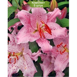 Комплект 5шт / Лилия Кёрли Сью (Curly Sue) Восточный гибрид