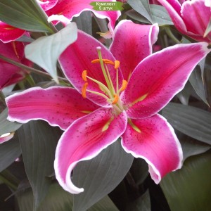 Комплект 5шт / Лилия Дип Импакт (Deep Impact) (Воздействие) Восточный гибрид