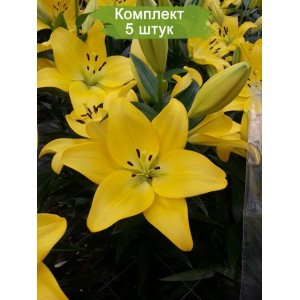 Комплект 5шт / Лилия Малеско (Malesco)