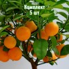 Саженцы Мандарина Нова - 5 шт.: фото и описание
